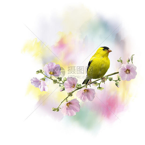 美国金丝雀的数字绘画卡德利斯特里蒂斯花上鸟水彩画