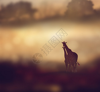 日落时两只长颈鹿的景观长颈鹿日落时图片