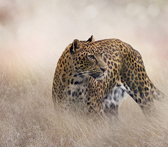 豹草原上行走草地上的豹子背景图片
