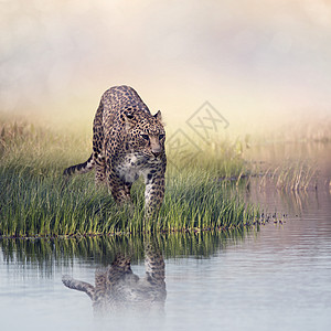 豹子池塘附近的草地上豹子靠近水的草地上背景图片