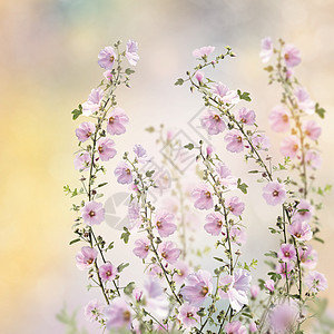 花园里粉红色的冬青花粉红色冬青花图片