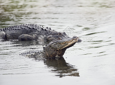 佛罗里达湖的两只大型鳄鱼两个大鳄鱼图片