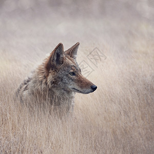 草原上郊狼的特写图像特写郊狼的形象高清图片