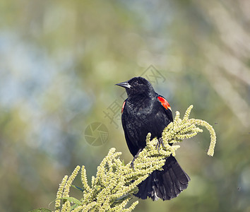 红翅黑鸟栖息植物上种植物上的红翅黑鸟图片