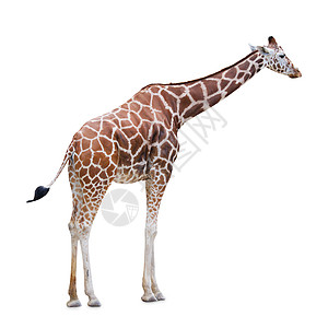 长颈鹿隔离白色上长颈鹿隔离白色背景上背景图片