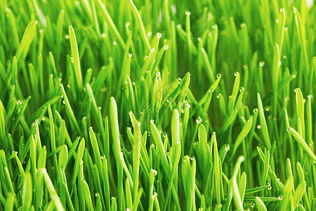 滴露珠绿色的草地特写上绿草上的露珠背景图片