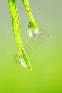 草叶上的大水滴大水滴反射高清图片素材