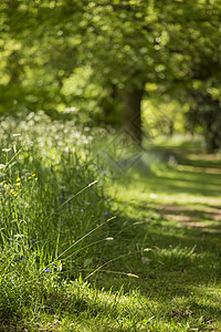 美丽浅浅的田野,清新的风景,英国森林乡村春天的阳光下图片
