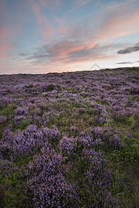 美丽的黎明日出景观形象石楠希格托夏季英国的高峰地区图片