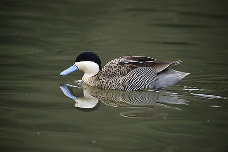 春天水上的PunaTealanasPuna鸭鸟的肖像图片