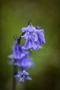 美丽的观特写花像的风葫芦西牙蓝铃自然森林景观图片