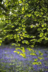 春季蓝铃木野外景观的浅深图片