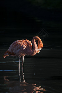 加勒比火烈鸟的美丽形象反映湖泊中图片