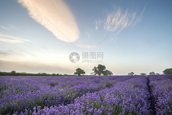 令人震惊的戏剧雾日出景观薰衣草田野英国乡村图片