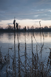 英格兰科茨沃尔德湖上芦苇丛丽而生机勃勃的冬季日出图片