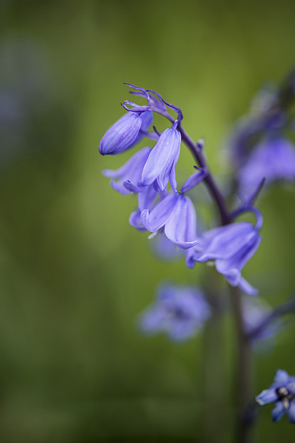 美丽的观特写花像的风葫芦西牙蓝铃自然森林景观图片