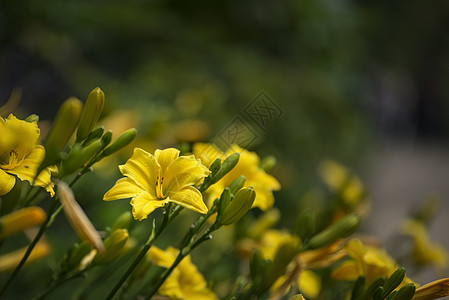 美丽生机勃勃的黄花菜夏天的阳光下背景图片