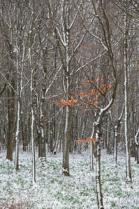 冬天的景观,下雪,覆盖了切英国乡村的冬季景观,积雪覆盖地树叶图片