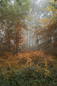 美丽生机勃勃的秋落林景观景象背景图片