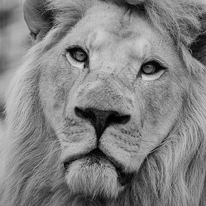 黑色狮子美丽的特写肖像白色芭芭拉集狮子豹惊人的亲密肖像白色芭芭拉集狮子豹狮子狮子黑白背景