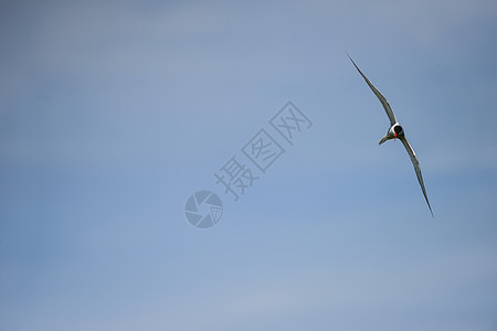 可爱的北极燕鸥蓝天中飞翔美丽的北极燕鸥蓝天中飞翔图片