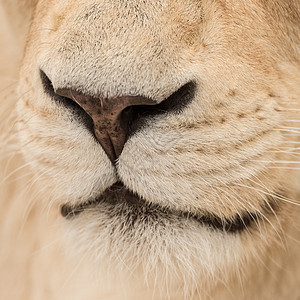 惊人的亲密肖像白色芭芭拉集狮子豹狮子狮子图片