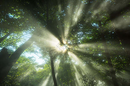 森林里阳光明媚的光背景图片