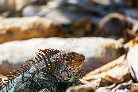 哥斯达黎加野生绿色鬣蜥图片