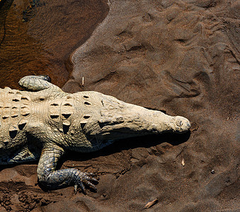 洲哥斯达黎加鳄鱼遗址背景图片