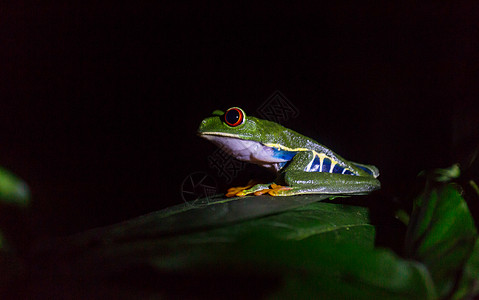 洲哥斯达黎加的红眼蛙图片