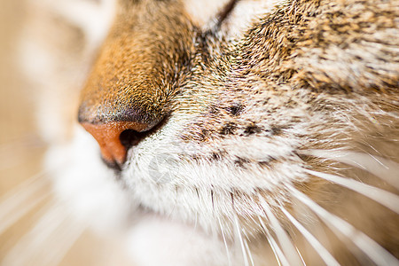 特写只猫的肖像图片