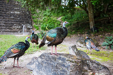 危地马拉的土耳其野生火鸡蒂卡尔公园,古蒂马拉南美洲图片