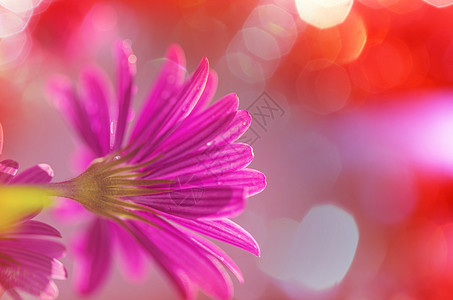 鲜花美丽的花朵的特写镜头适合花卉背景高清图片