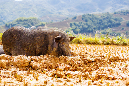 猪泥里的越南猪图片