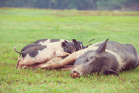 可爱的猪越南猪绿色田野里的越南猪背景