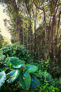 丛林夏威夷的丛林图片