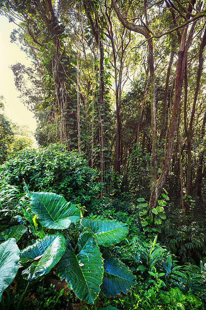 丛林夏威夷的丛林图片