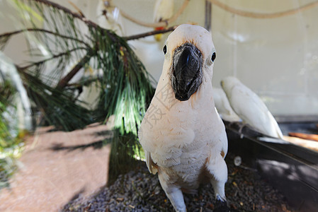 热带公园的白色鹦鹉图片