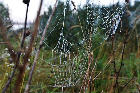 草地上的蜘蛛网,秋天图片