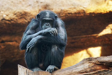 大猩猩大猴子住热带公园图片