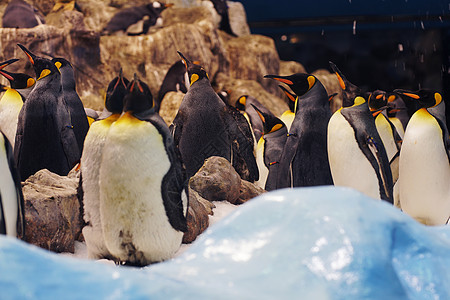 动物园里群可爱的企鹅图片