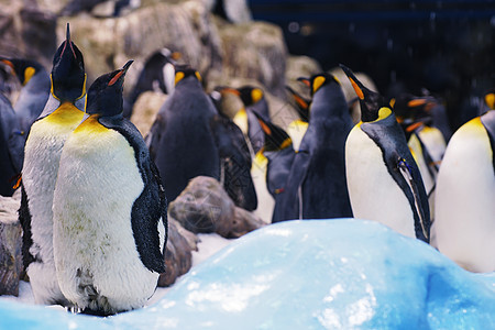 动物园里群可爱的企鹅动物园里的企鹅图片