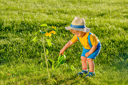 户外幼儿的肖像农村场景,岁的小男孩戴着草帽,用浇水罐给向日葵浇水图片