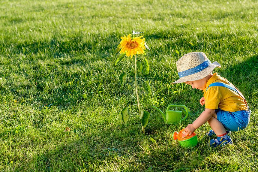 岁的小男孩用浇水罐给向日葵户外幼儿的肖像农村场景
