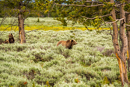 黄石公园里的灰熊灰熊黄石公园,怀俄明州,美国背景图片