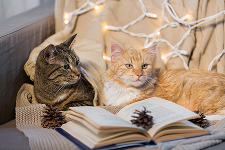 宠物,诞节潮湿的两只猫躺沙发上,冬天家带书两只猫躺沙发上,家里书图片
