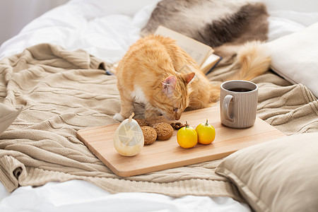 宠物,湿气家畜红色塔比猫嗅食物床上家里红塔比猫家里床上闻食物图片