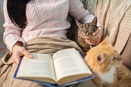 宠物,潮格人的红色塔比猫女主家里的床上看书红色塔比主人家看书图片