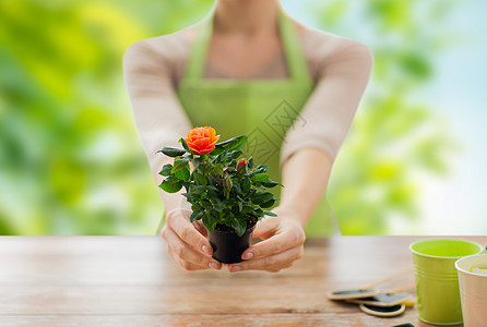 园艺,种植人的近距离的女园丁手花盆与玫瑰绿色的自然背景园丁双手捧着玫瑰花盆园丁双手捧着玫瑰花盆背景图片