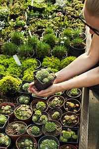 花盆里选择肉质的岩石花园花卉市场上的肉质植物图片